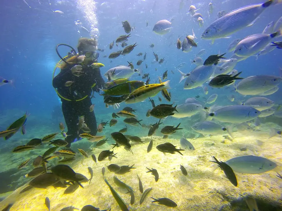 diving-1676164_960_720 diving in school of fish