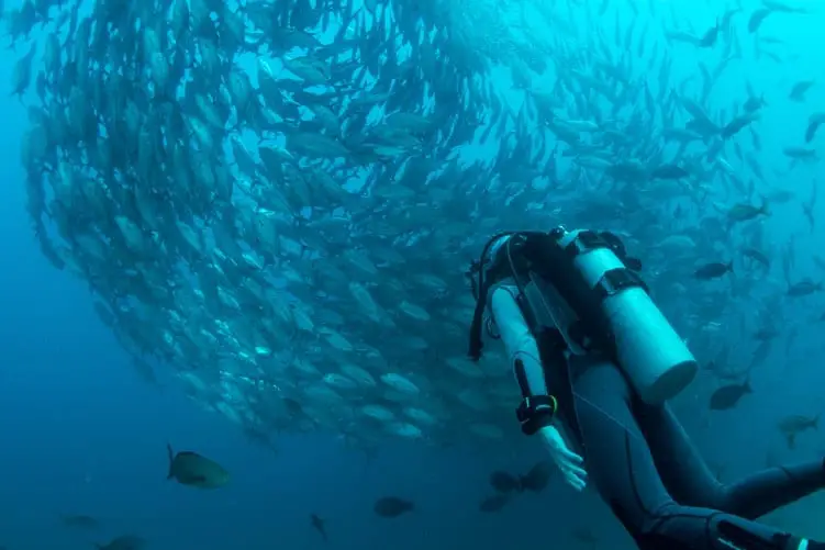 photo-1519327567471-ae47752b8089 diving underwater school of fish
