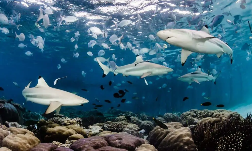 Shark Facts Every Diver Should Know