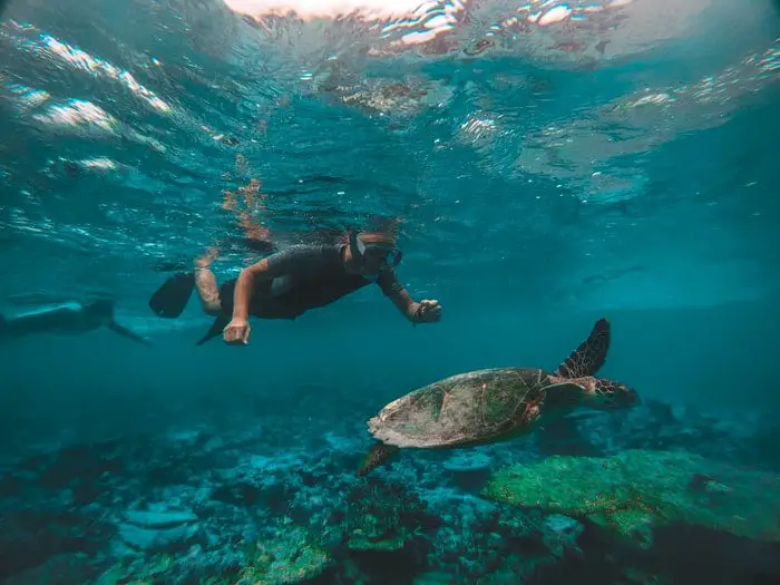 Man diving and spot a swimming turtle