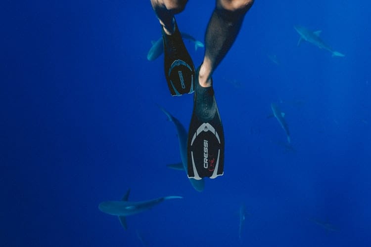scuba fins