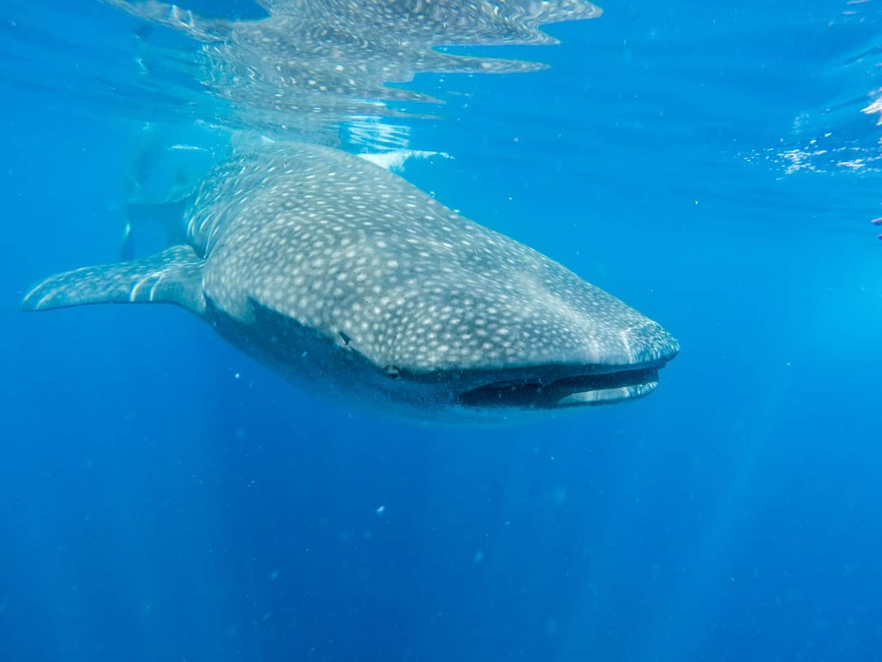 whale swimming underwater