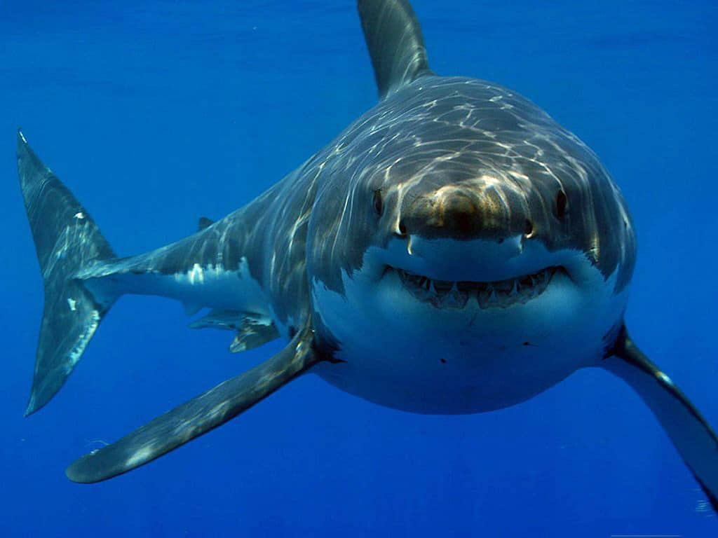 black and white shark underwater