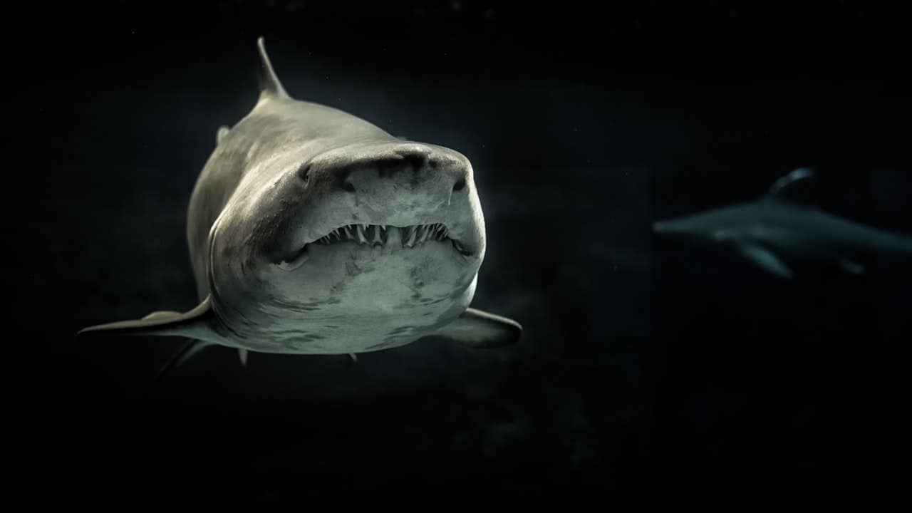 big gray shark