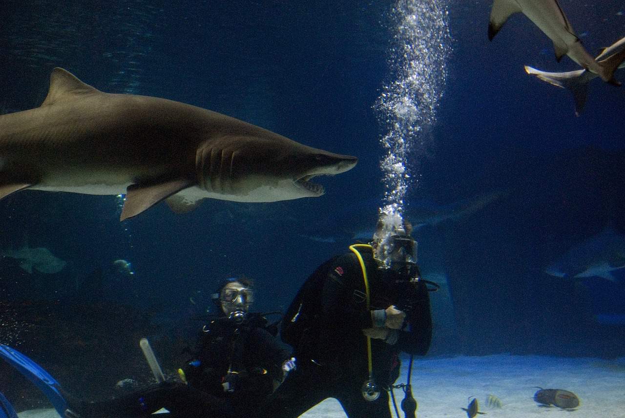 shark diving