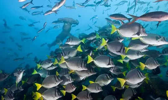 Darwin Island, Galapagos