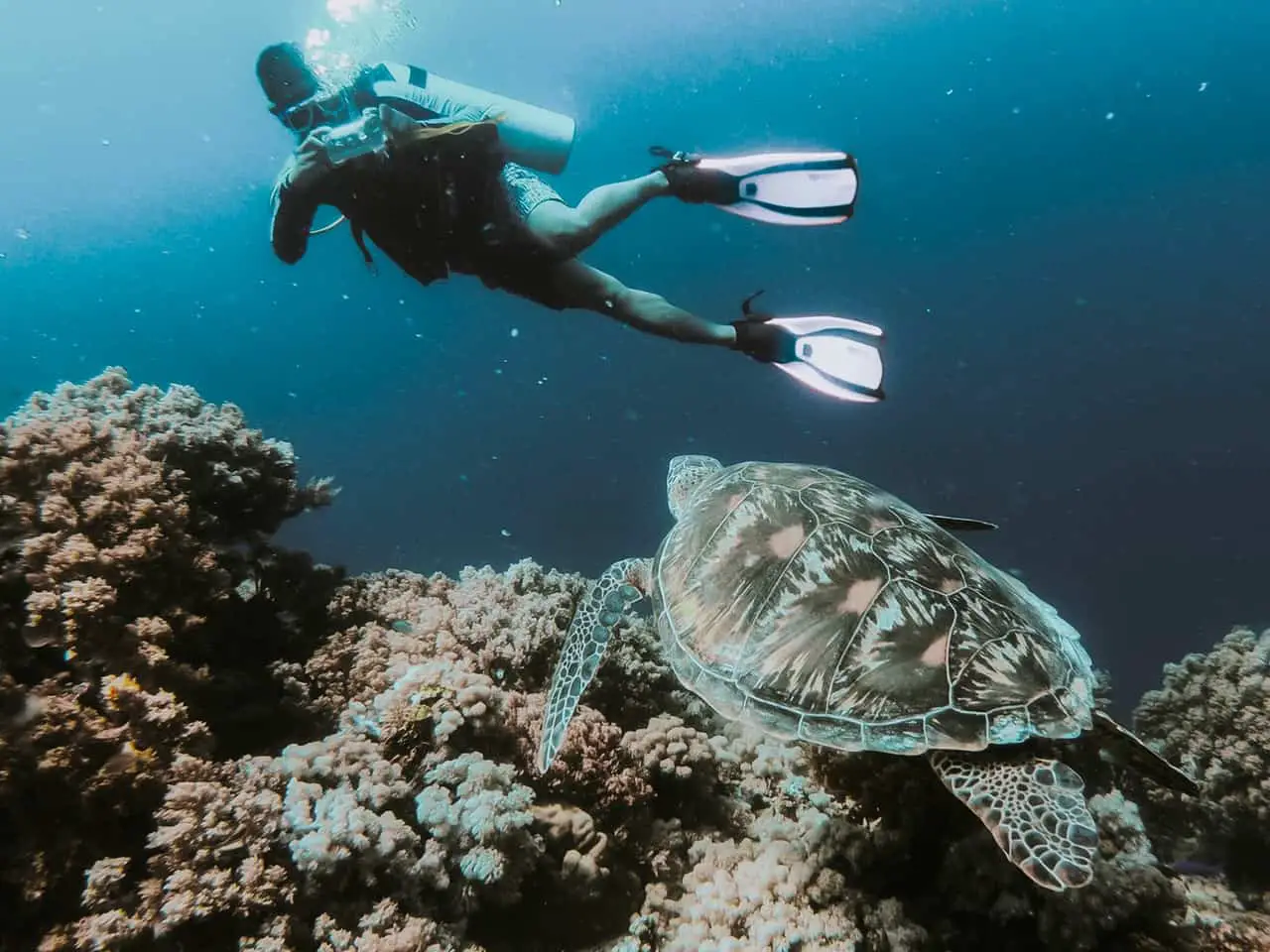 Person diving while taking a picture of a turtle