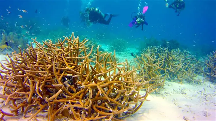 bonaire-diving-coral-fish-divers-kids-sea-camp_preview-42b3f0786bf3