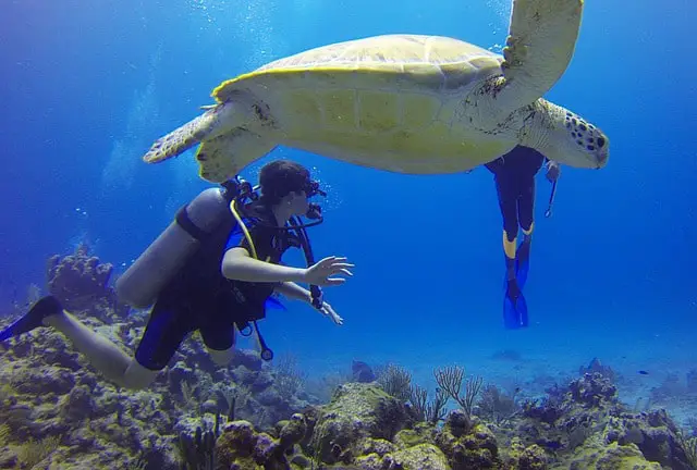 diver encountering a sea turtle