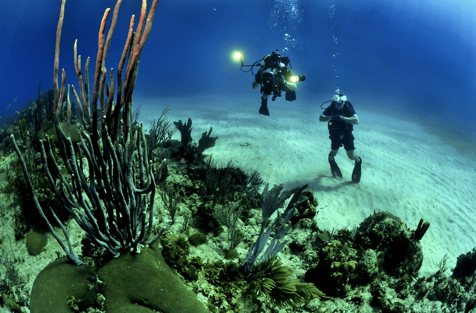 divers under the water